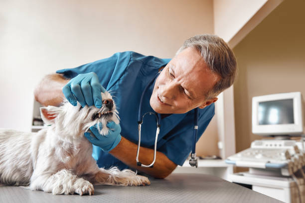 Best Urgent Dental Care in Daniels Farm, CT